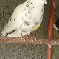 کفتر