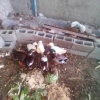 اردک تخم گذار