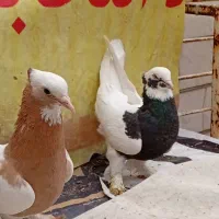 فروش کفتربهبونی