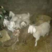 بره پرواری برای ذبح کردن خوبن چوش بخته هم موجوده