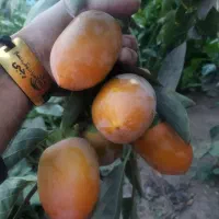 پیشفروش نهال لیبل دار خرمالو موزی|خدمات باغبانی و درختکاری|گلپایگان, |دیوار