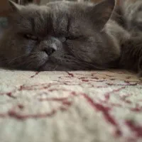 گربه اسکاتیش پرشین  ۱ ساله واگذاری