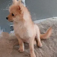 توله نر سایز ریز|سگ|مشهد, الهیه|دیوار