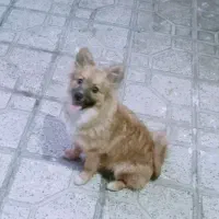 سگ با مزه بازی گوش خانگی