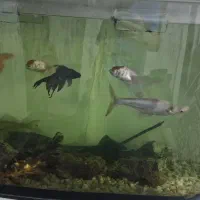 آکواریوم با بخاری تسویه وماهی|ماهی|مشهد, خواجه ربیع|دیوار