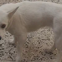 سگ اشپیتیز روباهی باهوش زرنگ  حرف گوش کن