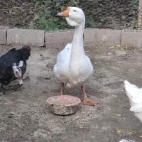 قو غاز نر لیندا و اردک طوسی|حیوانات مزرعه|آمل, |دیوار