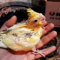 یه عدد عروس هلندی پیدا شده