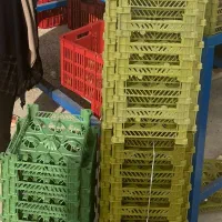 سبد تک رج کیوی