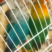 مفقودشدن|حیوانات|کرمانشاه, |دیوار