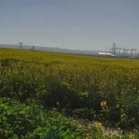 عسل طبیعی