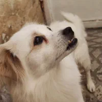 واگذاری رایگان سگ اشپیتز