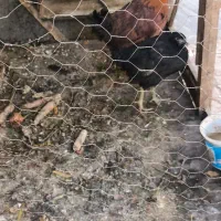 خروس جوان رسمی اذان گو و مرغ دم تخم .مامونیه