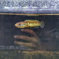 فروش انواع گونه های ماهی چانا و غذای مخصوص چانا|ماهی|شیراز, تندگویان|دیوار