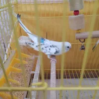 مرغ عشق نر جوان ( سفید )