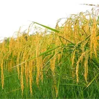 برنج چمپا