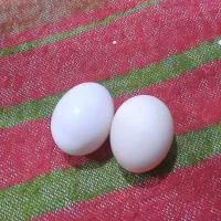 تخم مرغ محلی