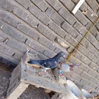 کبوتر صید|پرنده|تربت‌حیدریه, فرمانداری|دیوار