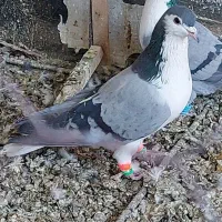 صیدبوم بلند|پرنده|تربت‌حیدریه, یحیی آباد|دیوار