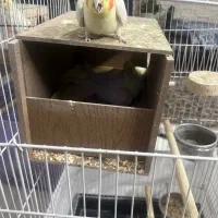 عروس هلندی مولد