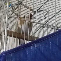 سهره مست مست بخوان دهن باغی ایلام