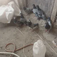 ۷عدد کبوتر مسافتی پلاکی|پرنده|مرند, |دیوار