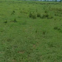 ۱۲۰۰۰۰ هزار متر زمین باغی داخل طرح سمند تک برگ