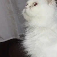 پرشین اسکاتیش ماده