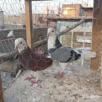 کبوتر پرشی
