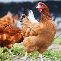 شغل مشارکتی پرورش مرغ ومرغداری