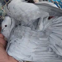 پرنده خانگی|پرنده|خاش, |دیوار