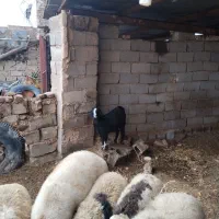 یک کره مایه