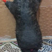 خیگ تمیزو خوشکل ۷ کیلویی وپنج کیلویی|ظروف نگهدارنده، پلاستیکی، یک‌بارمصرف|ایذه, |دیوار
