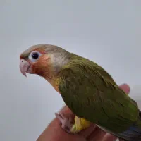 جوجه طوطی گرینچیک سوپر رام و سخنگو