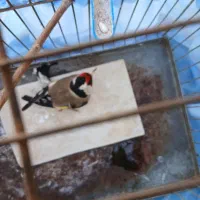 سهره نر جوان|پرنده|مسجد سلیمان, |دیوار