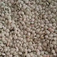 عدس دیم درجه یک بوجاری