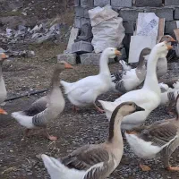 غاز اکراینی