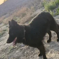 واگذاری دو عدد ژرمن ۳عدد توله رنگ بلک|سگ|مشهد, رضاشهر|دیوار