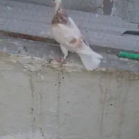 پرشی|پرنده|قم, چهار مردان|دیوار