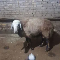 قوچ اصیل|حیوانات مزرعه|زالیان, |دیوار