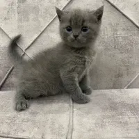 اسکاتیش آنفولد