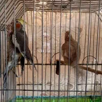 فروش ۲ جفت عروس هلندی