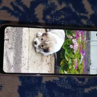 گوشیA11|موبایل|گرگان, |دیوار