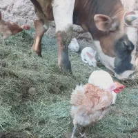 جلب سنگین فروشی