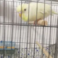 مرغ عشق سخنگو