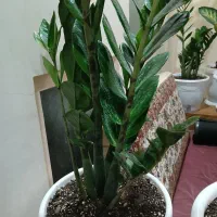 گلهای منحصر به فرد جذاب|گل و گیاه طبیعی|تهران, نیروی هوایی (پیروزی)|دیوار