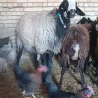 شیشک قوچ شال