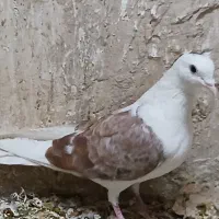 کفتر خوب پرشی غریب گیری گرفتنی