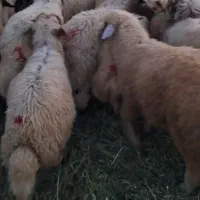 ۲۰۰عدد بره