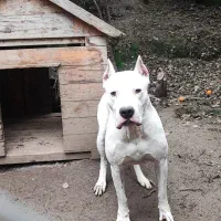 داگو آرژانتینو دوگو آرژانتینی نرو ماده